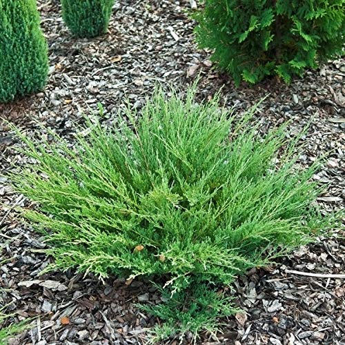 Kriechwacholder Andorra Compact 20-25cm - Juniperus horizontalis von Baumschule