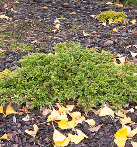 Kriechwacholder Goldschatz 20-25cm - Juniperus communis - Gartenpflanze von Baumschule