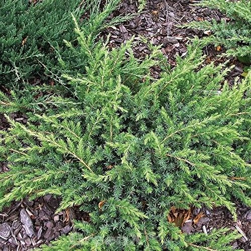 Kriechwacholder Slager 20-30cm - Juniperus conferta Slager - Gartenpflanze von Baumschule