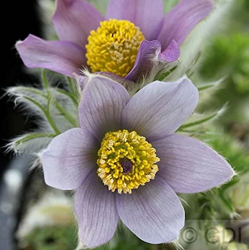 Küchenschelle Blaue Glocke - Pulsatilla vulgaris - Gartenpflanze von Baumschule