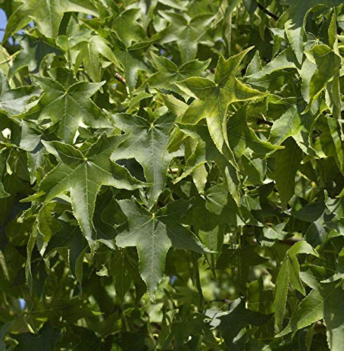 Kugel Amberbaum Gumball 60-80cm - Liquidambar styraciflua - Gartenpflanze von Baumschule