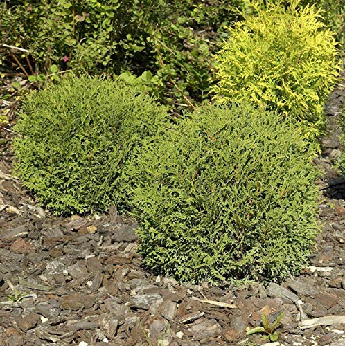 Kugel Lebensbaum Danica 10-15cm - Thuja occidentalis - Gartenpflanze von Baumschule