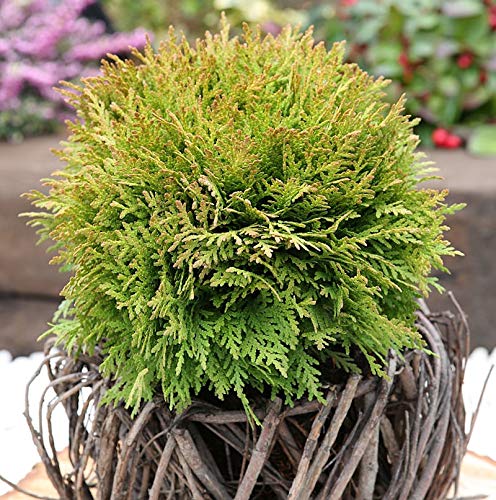 Kugel Lebensbaum Mirjam 15-20cm - Thuja occidentalis - Gartenpflanze von Baumschule