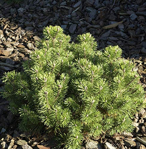 Kugelkiefer Mops 15-20cm - Pinus mugo - Gartenpflanze von Baumschule