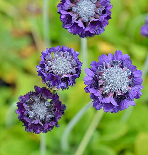 Kugelprimel Blaue Auslese - Primula denticulata - Gartenpflanze von Baumschule