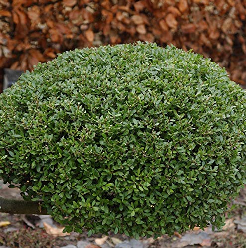 Kugelschnitt Japanische Stechpalme Buxbol 25-30cm - Ilex crenata - Gartenpflanze von Baumschule