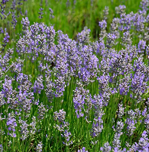 Lavendel Phenomenal - großer Topf - Lavandula intermedia - Gartenpflanze von Baumschule