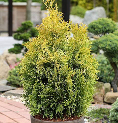 Lebensbaum Golden Smaragd 80-100cm Thuja occidentalis - Gartenpflanze von Baumschule