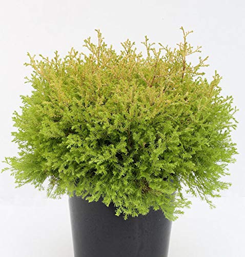 Lebensbaum Rheingold 25-30cm - Thuja occidentalis - Gartenpflanze von Baumschule