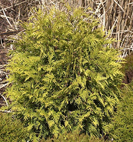 Lebensbaum Sunkist 30-40cm - Thuja occidentalis - Gartenpflanze von Baumschule