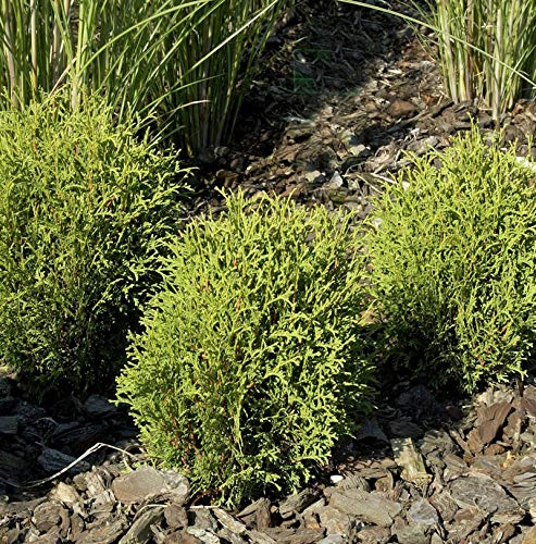 Lebensbaum Tiny Tim 20-25cm - Thuja occidentalis - Gartenpflanze von Baumschule