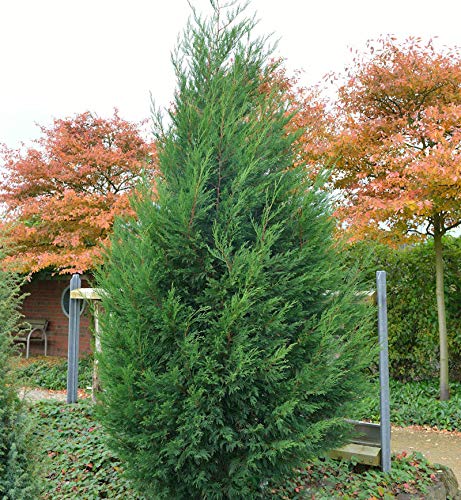Leyland Zypresse Typ 2001 40-60cm - Cupressocyparis Leylandii von Baumschule