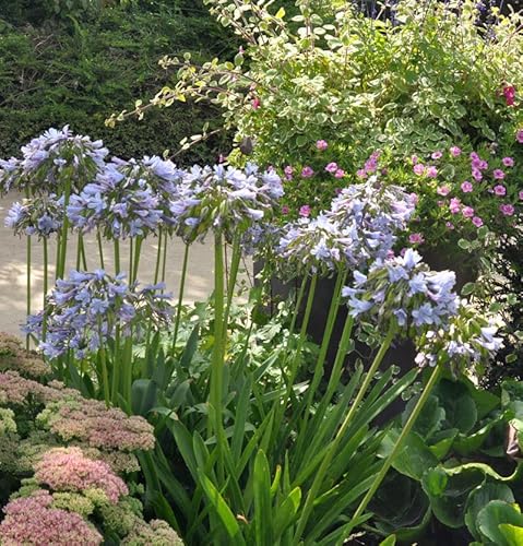 Liebesblume Schmucklilie Twister - Agapanthus africanus - Gartenpflanze von Baumschule