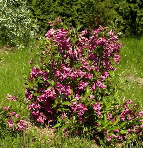 Liebliche Weigelie Big Love 30-40cm - Weigela florida - Gartenpflanze von Baumschule