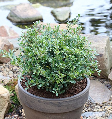 Löffel Ilex Dark Green 30-40cm - Ilex crenata - Gartenpflanze von Baumschule