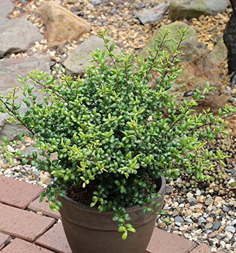 Löffel Ilex Stechpalme 30-40cm - ilex crenata - Gartenpflanze von Baumschule