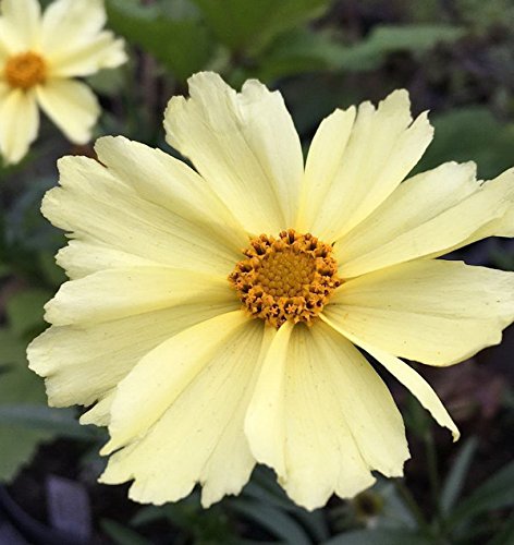 Mädchenauge Full Moon - Coreopsis cultorum - Gartenpflanze von Baumschule