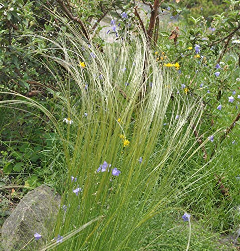 Mädchenhaargras Federgras - Stipa pennata - Gartenpflanze von Baumschule