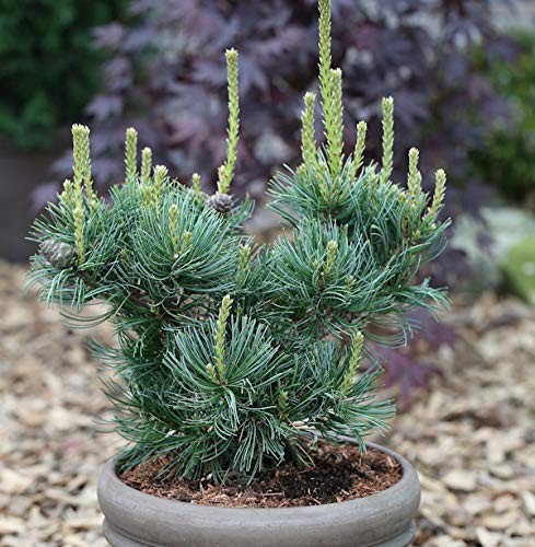 Mädchenkiefer Schoons Bonsai 25-30cm - Pinus parviflora von Baumschule