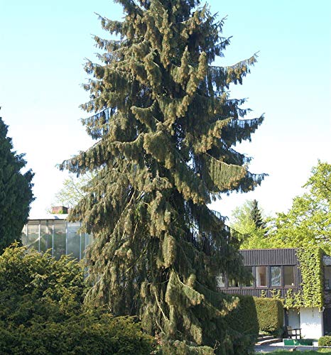 Mähnenfichte 40-50cm - Picea breweriana - Gartenpflanze von Baumschule