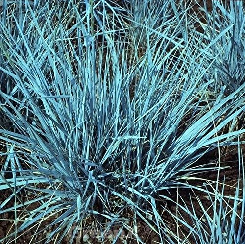 Magellanblaugras - großer Topf - Elymus magellanicus - Gartenpflanze von Baumschule