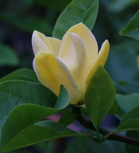 Magnolie Blue Opal 100-125cm - Magnolia acuminata - Gartenpflanze von Baumschule