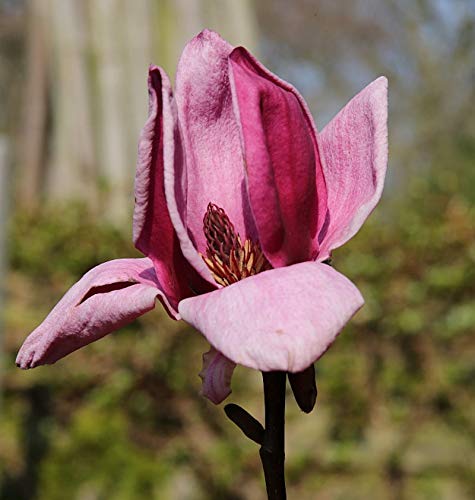 Magnolie Genie 80-100cm - Magnolia - Gartenpflanze von Baumschule