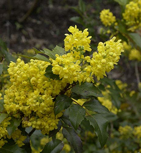 Mahonie 30-40cm - Mahonia aquifolium - Gartenpflanze von Baumschule