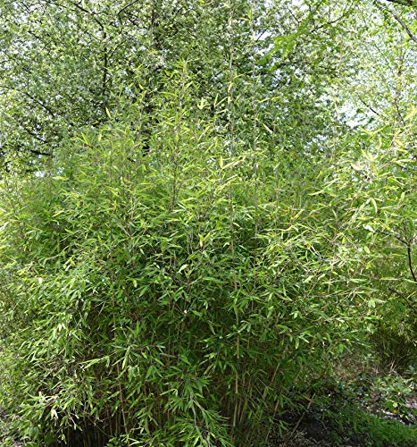 Malachite Bambus Monkeys® 100-125cm - Fargesia speciosa Malachite Bambus Monkeys® 100-125cm - Fargesia speciosa von Baumschule