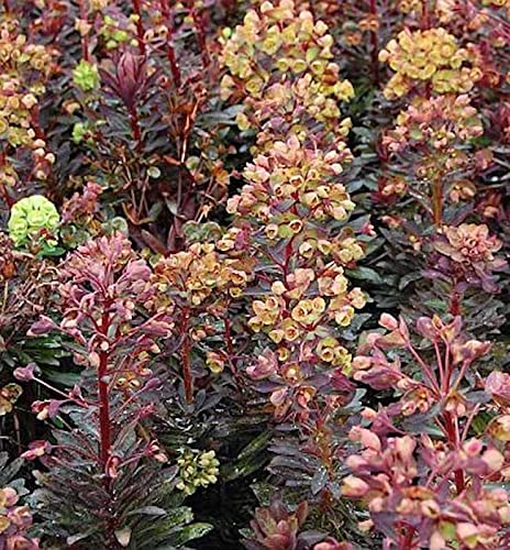 Mandelblättrige Wolfsmilch Blackbird - Euphorbia amygdaloides - Gartenpflanze von Baumschule