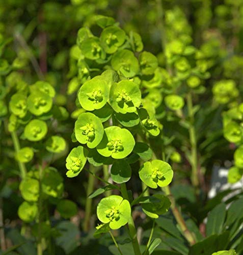 Mandelblättrige Wolfsmilch Robbiae - Euphorbia amygdaloides - Gartenpflanze von Baumschule