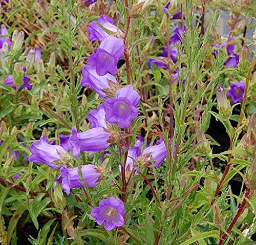 Marienglockenblume Blau - Campanula medium - Gartenpflanze von Baumschule