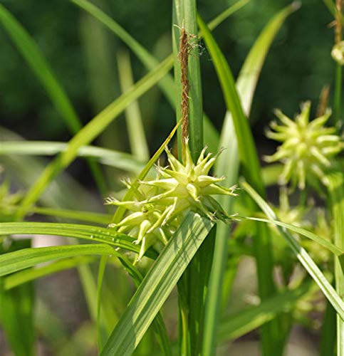 Morgensternsegge Maxigold - großer Topf - Carex grayi - Gartenpflanze von Baumschule