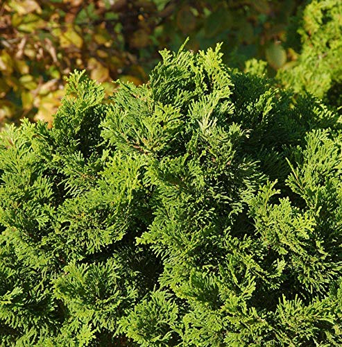 Muschelzypresse Nana Gracilis 40-50cm - Chamaecyparis obtusa - Gartenpflanze von Baumschule