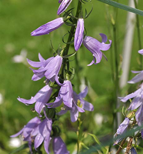 Nesselglockenblume - Campanula trachelium - Gartenpflanze von Baumschule