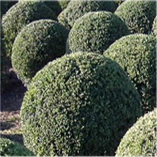 Niedriger Bergilex Stechpalme Kugelschnitt 25-30cm Durchmesser - Ilex crenata - Gartenpflanze von Baumschule