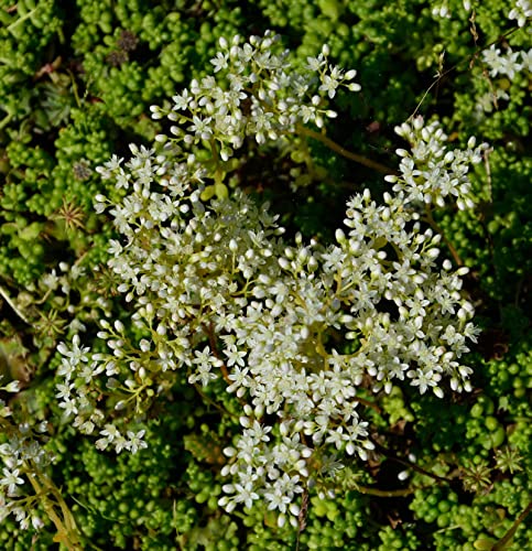 Niedriger Weißer Mauerpfeffer Micranthum - Sedum album - Gartenpflanze von Baumschule