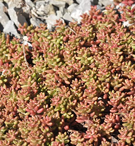 Niedriger Weißer Mauerpfeffer Murale - Sedum album - Gartenpflanze von Baumschule