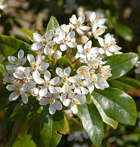 Orangenblume 60-80cm - Choisya ternata - Gartenpflanze von Baumschule