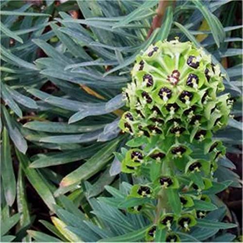 Palisaden Wolfsmilch Black Pearl - Euphorbia characias - Gartenpflanze von Baumschule