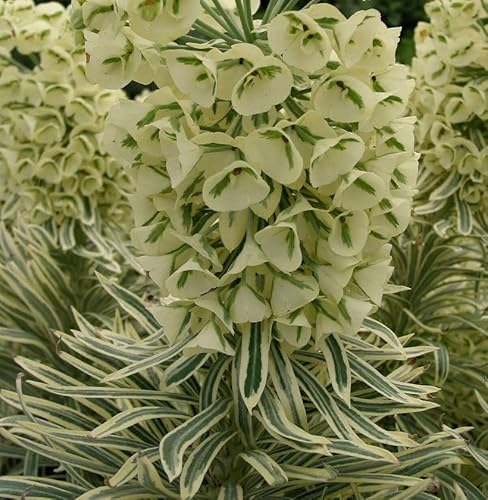 Palisaden Wolfsmilch Tasmanian Tiger - Euphorbia characias - Gartenpflanze von Baumschule