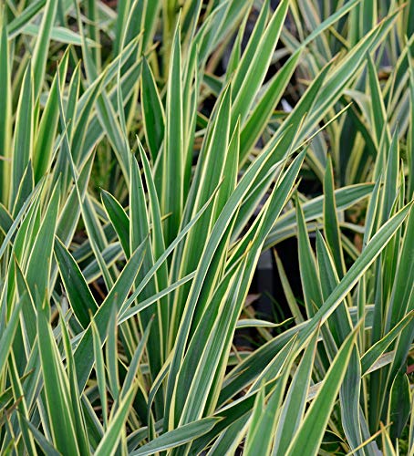 Palmlilie Bright Edge - großer Topf - Yucca filamentosa - Gartenpflanze von Baumschule