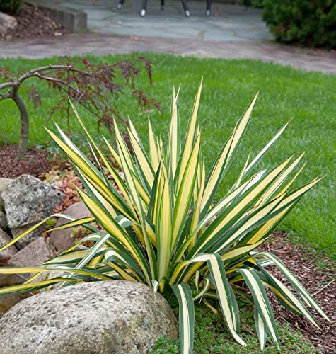 Palmlilie Colour Guard - großer Topf - Yucca filamentosa - Gartenpflanze von Baumschule