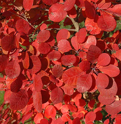 Perückenstrauch Flamissimo 40-60cm - Cotinus coggygria - Gartenpflanze von Baumschule