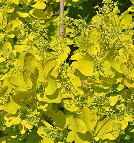 Perückenstrauch Golden Lady 40-60cm - Cotinus coggygria - Gartenpflanze von Baumschule