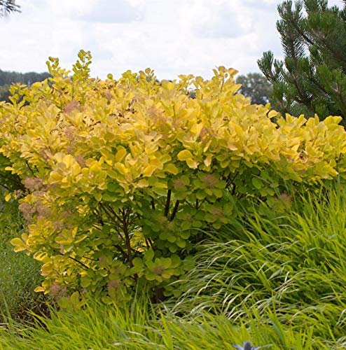 Perückenstrauch Golden Spirit 40-60cm - Cotinus coggygria - Gartenpflanze von Baumschule