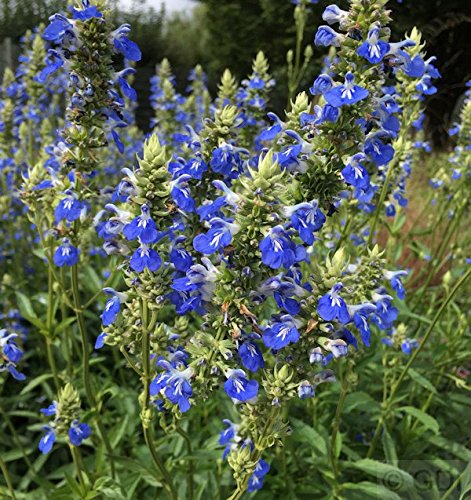 Pfeffer Salbei - Salvia uliginosa - Gartenpflanze von Baumschule