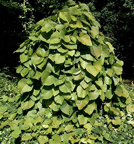 Pfeifenwinde 60-80cm - Aristolochia macrophylla - Gartenpflanze von Baumschule