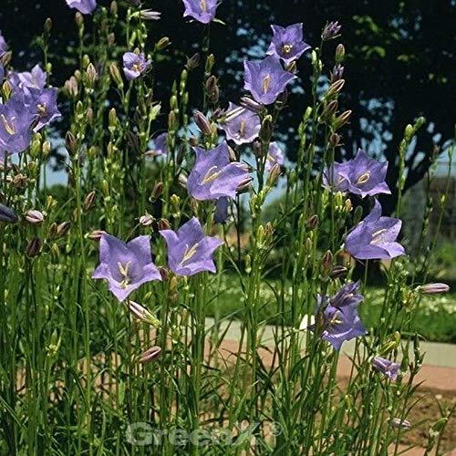 Pfirsichblütige Glockenblume Takion F1 Blue - großer Topf - campanula persicifolia - Gartenpflanze von Baumschule