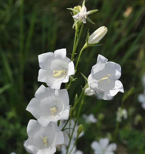 Pfirsichblütige Glockenblume Takion F1 White - großer Topf - campanula persicifolia - Gartenpflanze von Baumschule